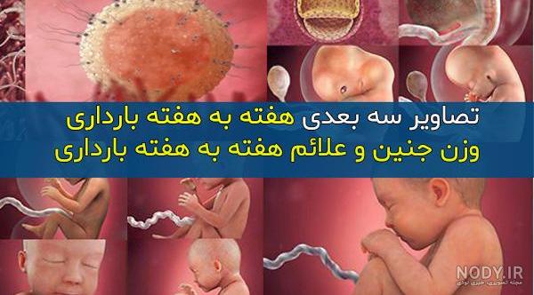 فیلم سونوگرافی سه ماهگی