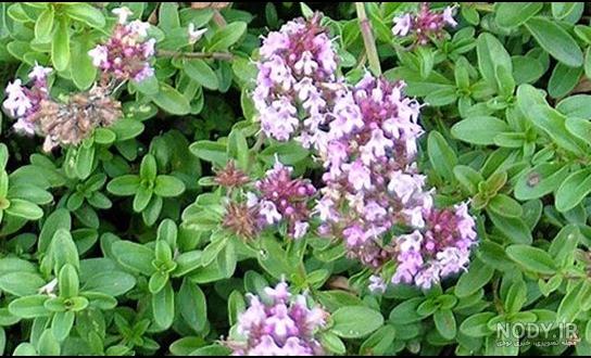 مضرات آویشن برای قاعدگی مضرات آویشن برای قاعدگی