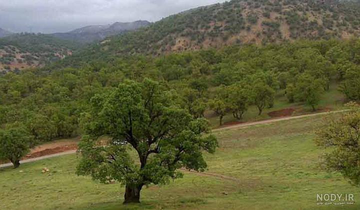 معنی یاسوج لغت نامه دهخدا