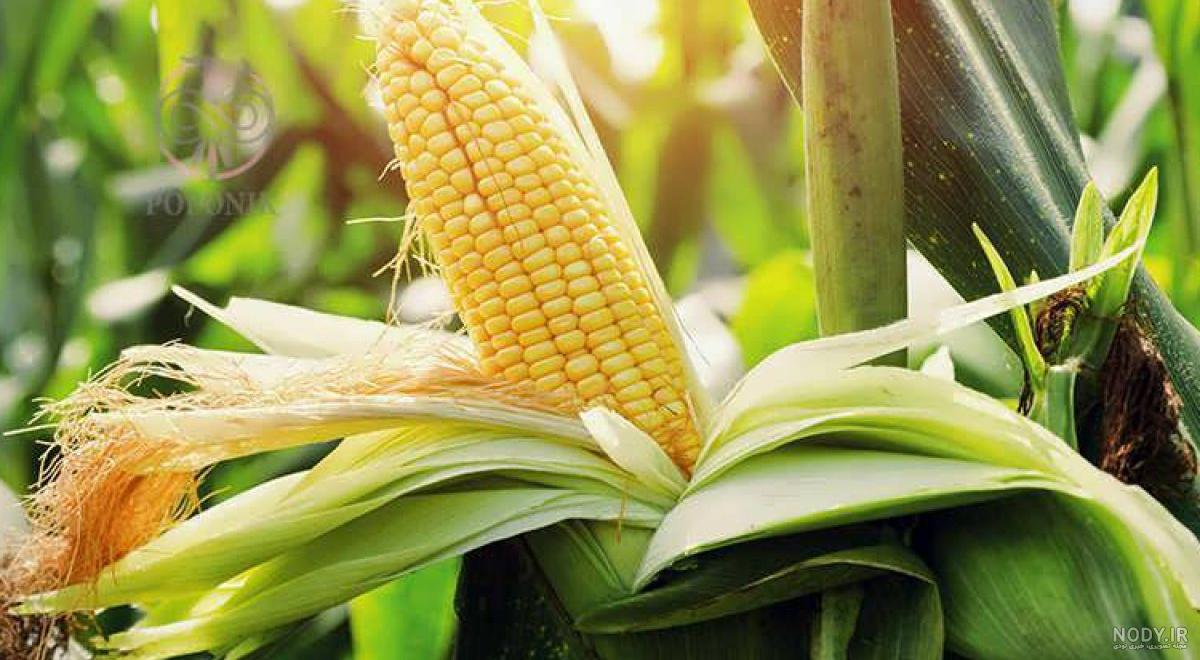کاشت ذرت علوفه ای قطره ای کاشت ذرت علوفه ای قطره ای