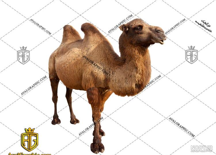 کیسه آب شتر کیسه آب شتر