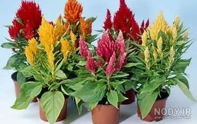 گل تاج خروس دم روباهی