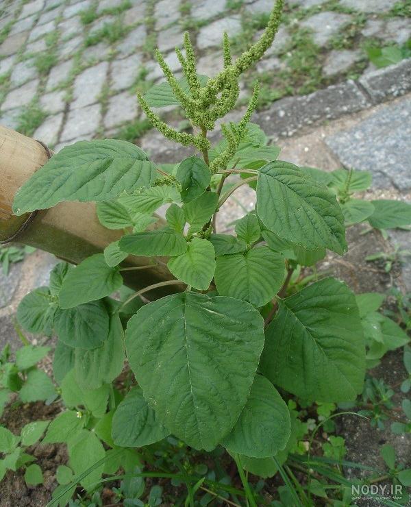 گل تاج خروس قرمز