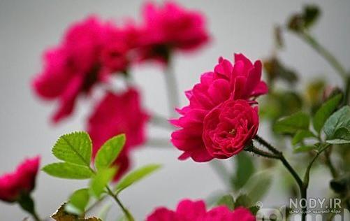 تکثیر نسترن زرد