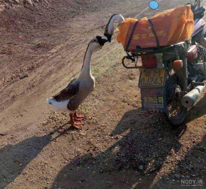 جوجه اردک خنده دار جوجه اردک خنده دار