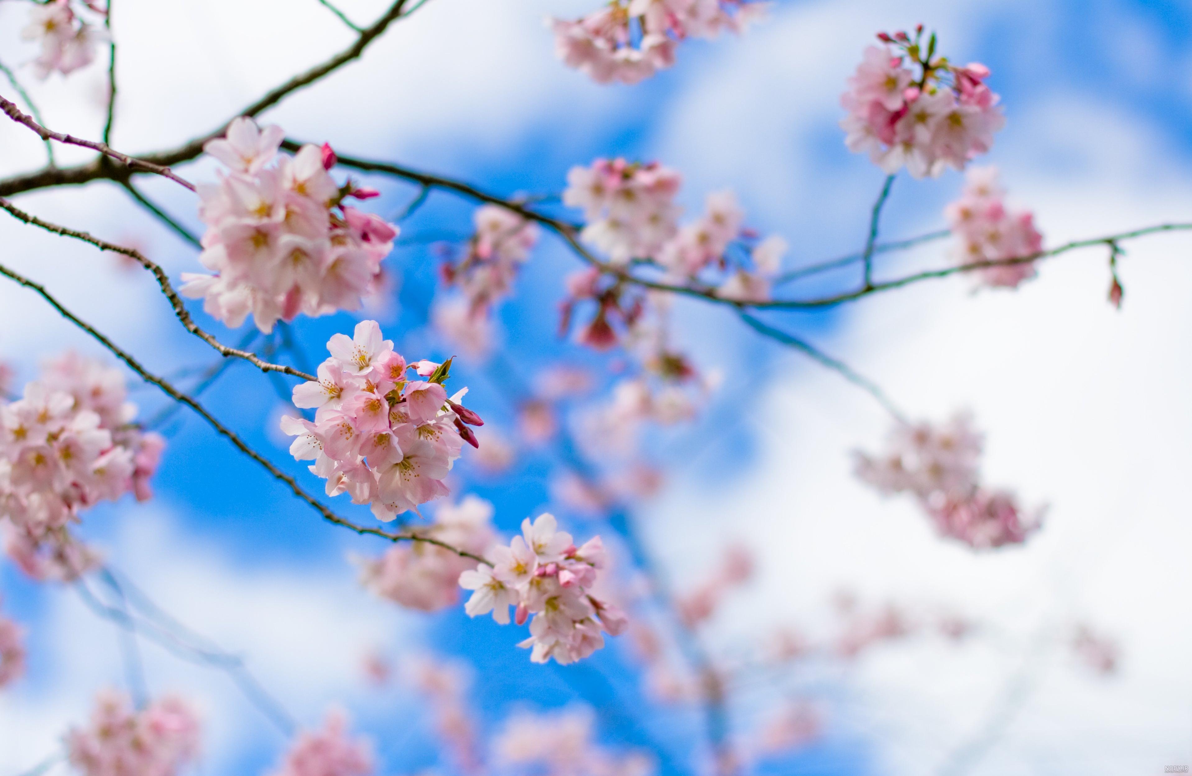 دانلود عکس گل بهاری