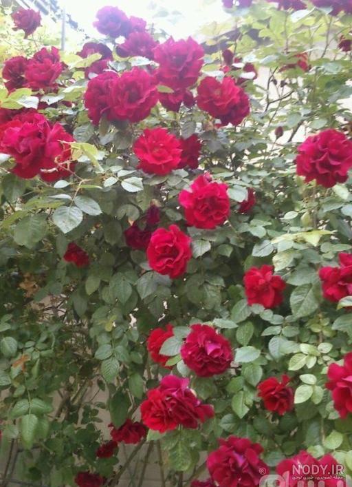 درختچه نسترن زرد