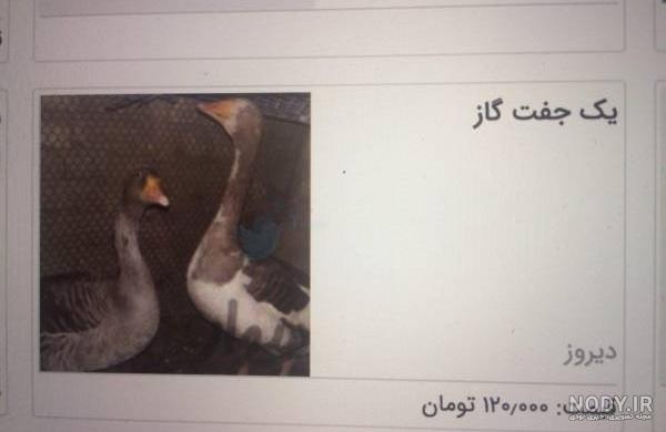 عکس از جوک خنده دار عکس از جوک خنده دار