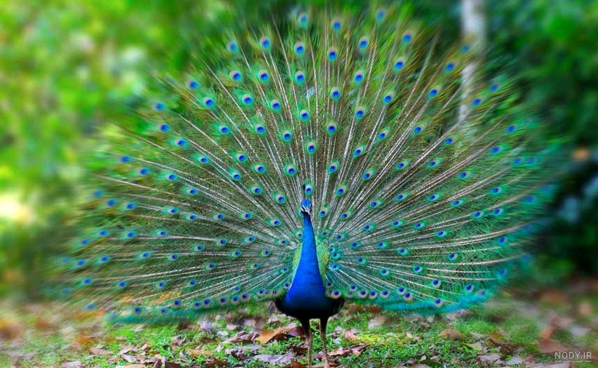 عکس بچه طاووس