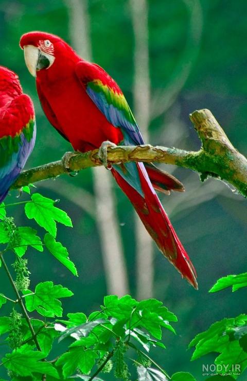 عکس تصویر زمینه