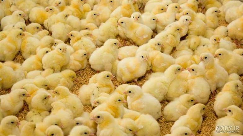 عکس جوجه اخر پاییز میشمارن عکس جوجه اخر پاییز میشمارن