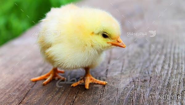عکس جوجه رنگی