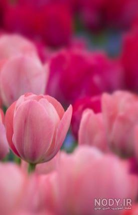 عکس ساده برای نوشتن متن روی آن