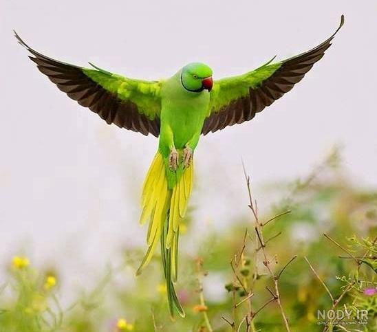 عکس طوطی سخنگو