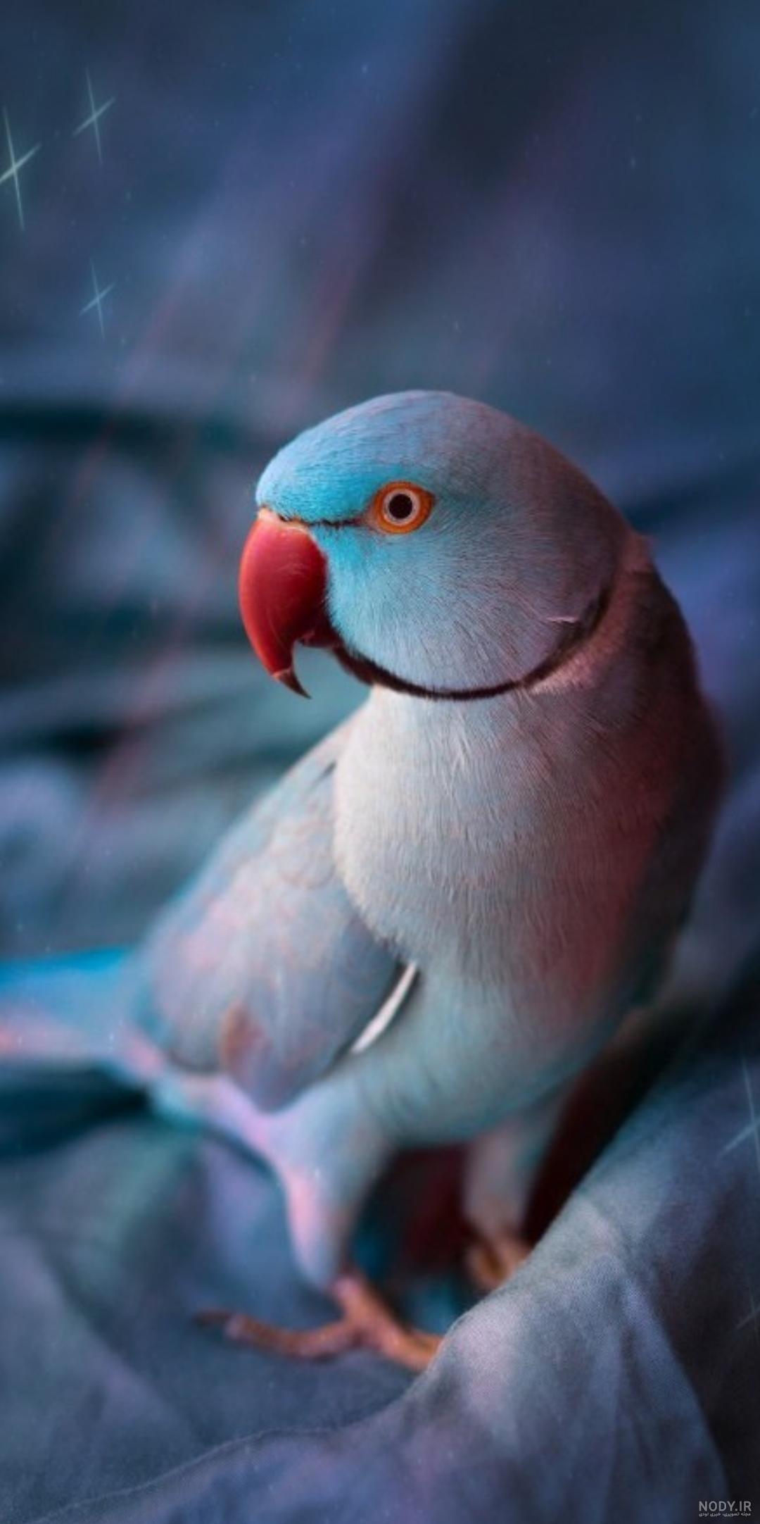 عکس عقاب وحشی