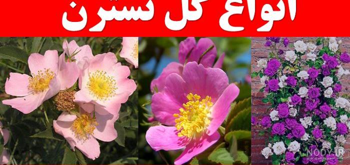 عکس گل نسترن سفید