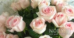 عکس گل نسترن کوهی