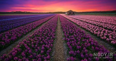 عکسهای زیبا از طبیعت هلند
