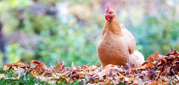 متن در مورد شمردن جوجه آخر پاییز متن در مورد شمردن جوجه آخر پاییز