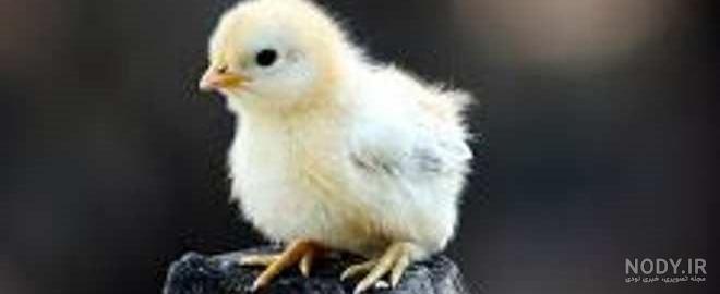 کارتون جوجه های رنگی کارتون جوجه های رنگی
