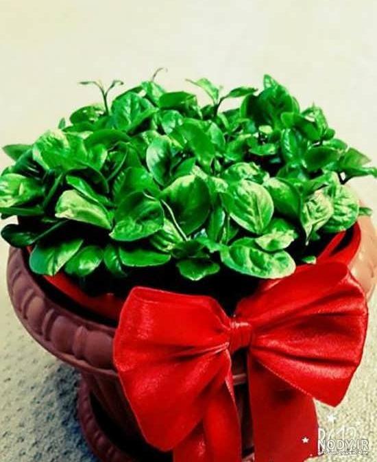 سبزه عید با خاکشیر سبزه عید با خاکشیر