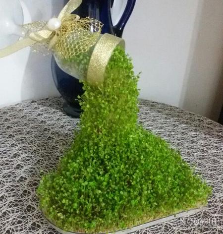 سبزه عید با گندم سبزه عید با گندم