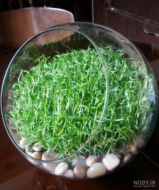 چند مدل سبزه برای عید چند مدل سبزه برای عید