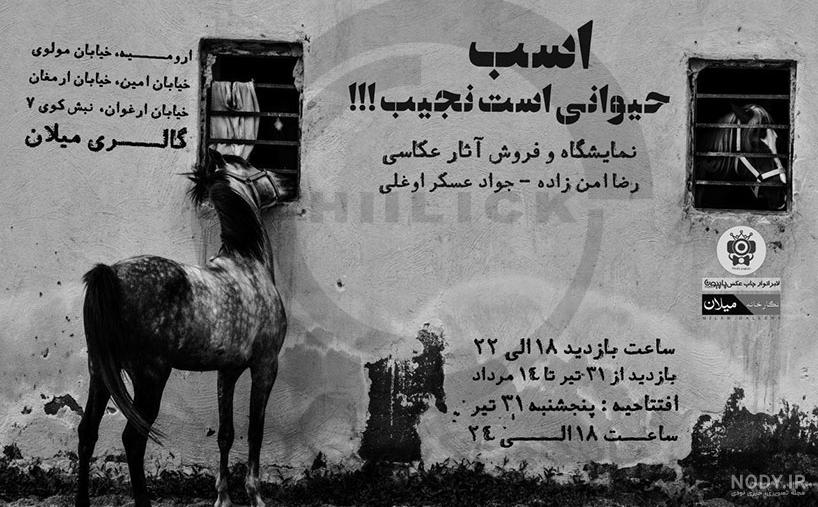اسب نژاد ترک اسب نژاد ترک