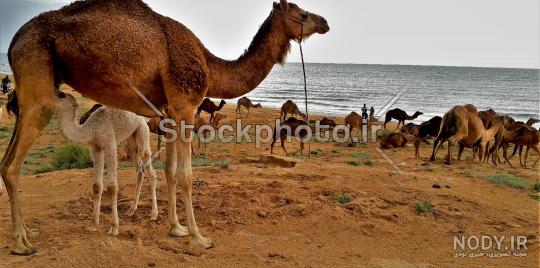 عکس انواع شتر