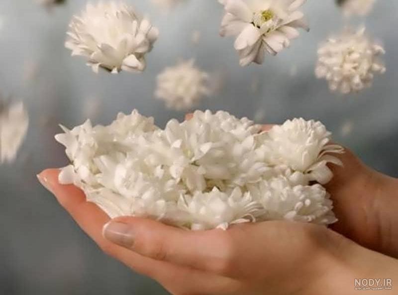 عکس دسته گل یاس