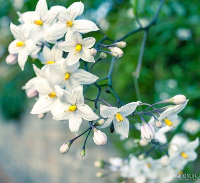 عکس دسته گل یاس بنفش