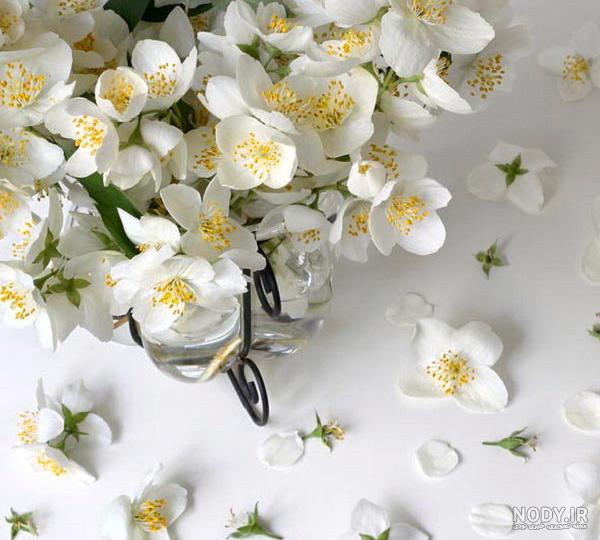 عکس دسته گل یاس سفید