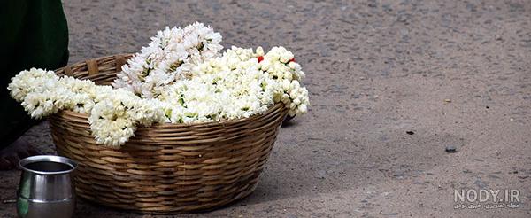 عکس دسته گل یاسی رنگ