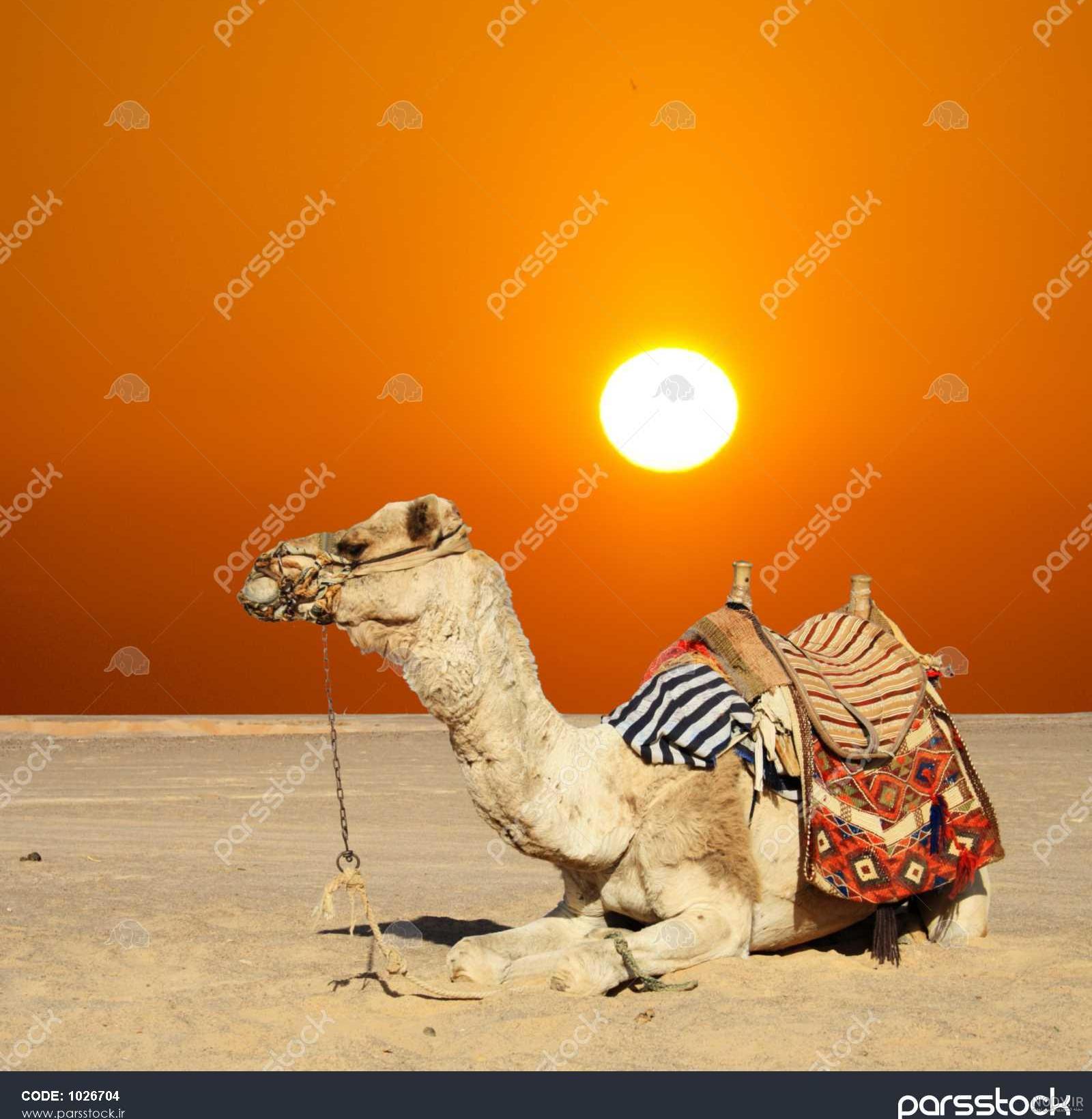 عکس شتر نر