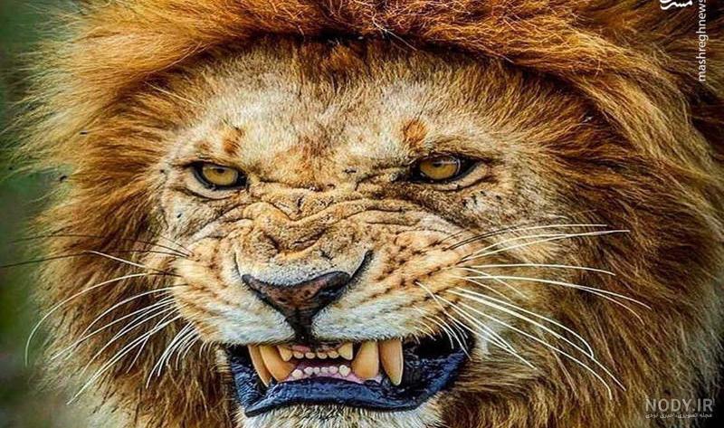عکس شیر با تاج عکس شیر با تاج