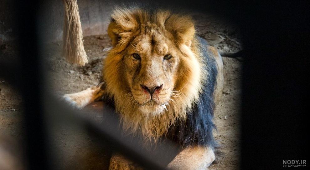 عکس شیر سیاه سفید عکس شیر سیاه سفید