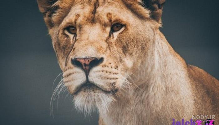 عکس شیر نر تنها عکس شیر نر تنها