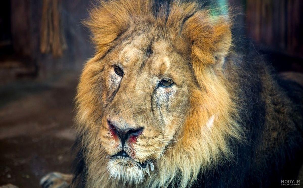 عکس شیر وحشی برای تصویر زمینه عکس شیر وحشی برای تصویر زمینه