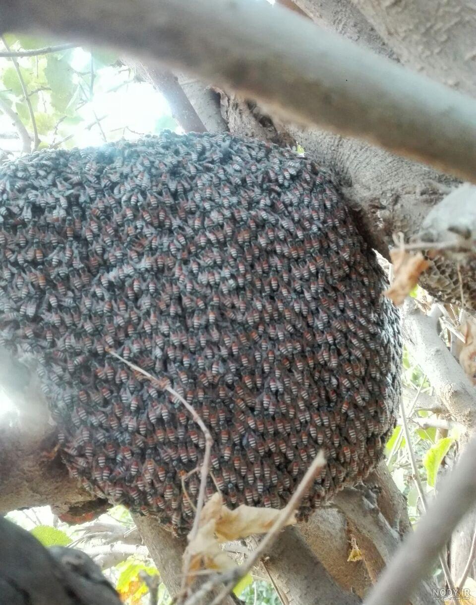 عکس عسل کوهی بزرگ عکس عسل کوهی بزرگ