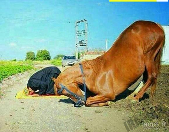 عکس فیلم اسب حیوان نجیبی است عکس فیلم اسب حیوان نجیبی است