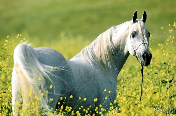 قیمت اسب نژاد جیپسی قیمت اسب نژاد جیپسی