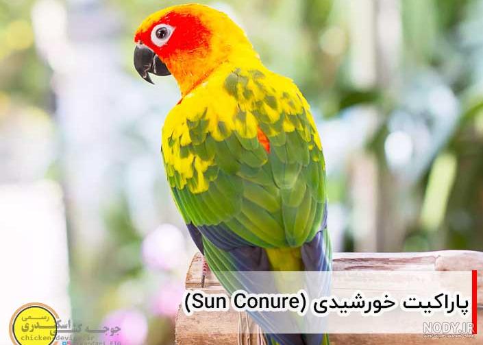 باهوش ترین پرنده خانگی باهوش ترین پرنده خانگی