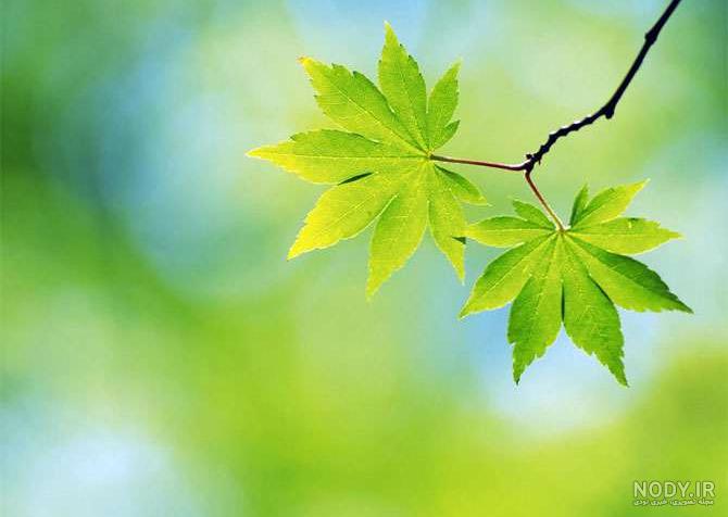 عکس طبیعت جهان عکس طبیعت جهان