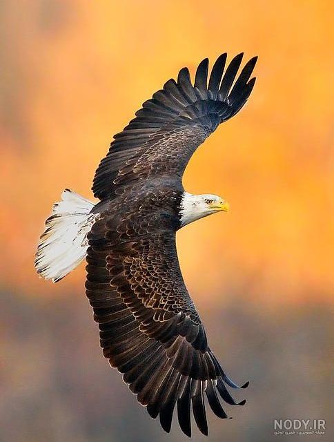 عکس عقاب برای تصویر زمینه