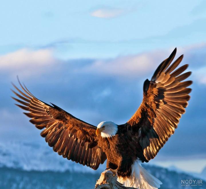 عکس عقاب برای پروفایل واتساپ