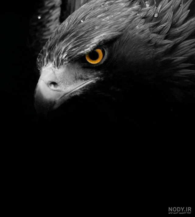 عکس عقاب زیبا برای پروفایل