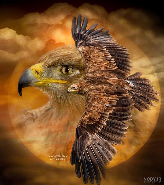 عکس عقاب طلایی برای تصویر زمینه