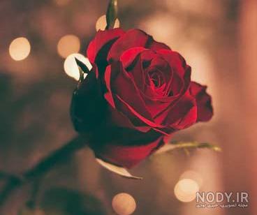 عکس گل نوشته دار عکس گل نوشته دار