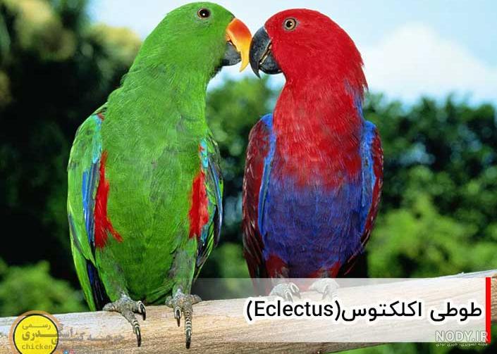 قیمت کاسکو جوجه قیمت کاسکو جوجه