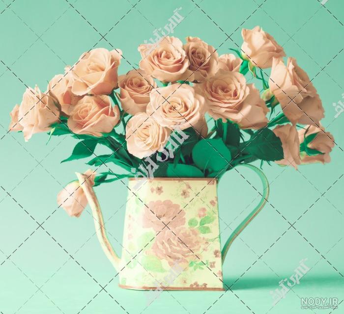 دانلود عکس گل رز گلبهی دانلود عکس گل رز گلبهی